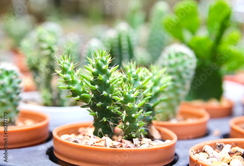 Small cactus in a pot