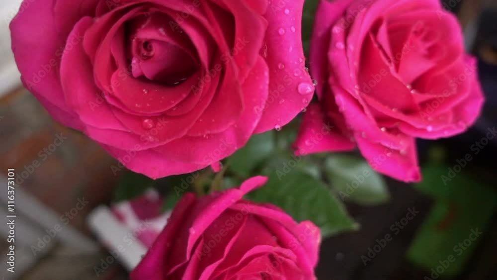 Rose petals with dew drops closeup Rose petals with dew drops closeup