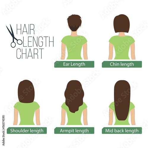 Hair length chart back view, 5 different hair lengths. Vector.