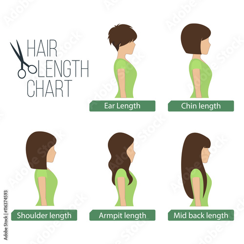 Hair length chart side view, 5 different hair lengths. Vector.