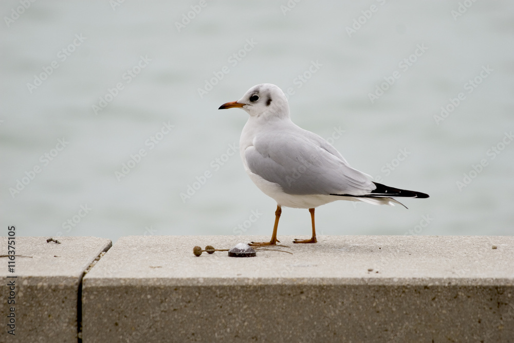 Fototapeta premium Common gull or Larus canus