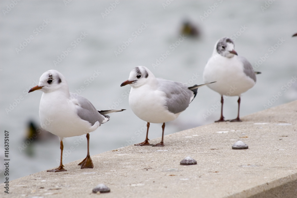 Common gull or Larus canus Common gull or Larus canus