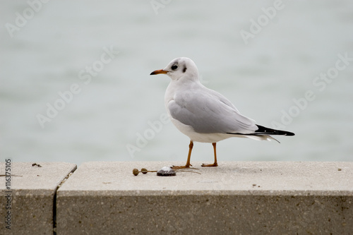 Common gull or Larus canus
