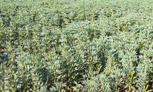 Plants with almost mature broad beans on a large field photo