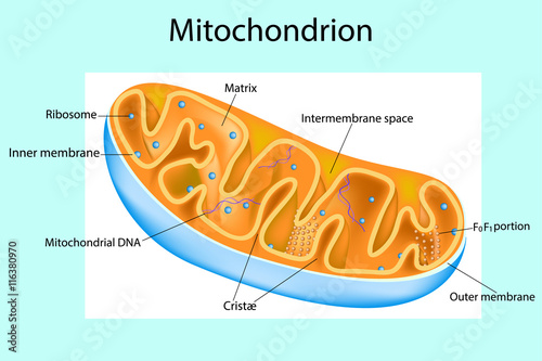 Mitochondrion. Components of a typical mitochondrion. Structure. Interactive diagram photo