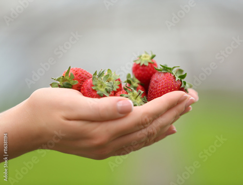 Female hands holding strawberries on blurred background