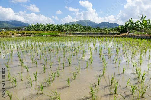 Photos Planting new paddy rice