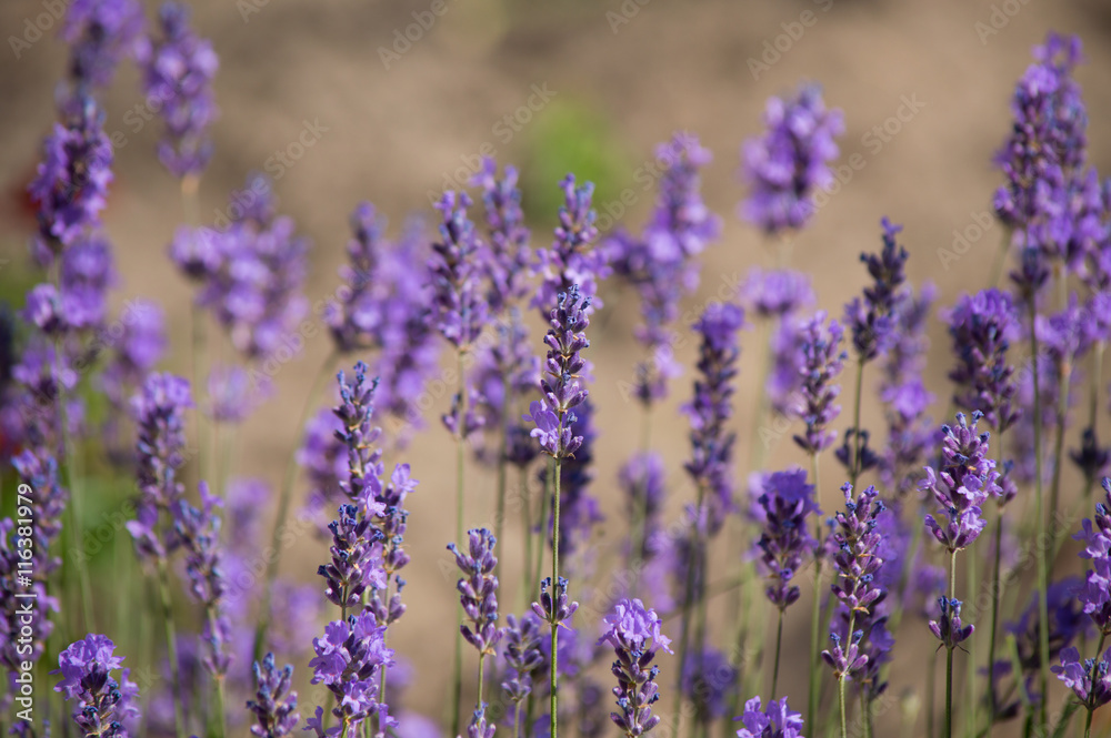 Naklejka premium purple wildflowers in the early morning in summer.