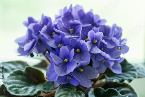 beautiful violet viola flower in a pot on the windowsill