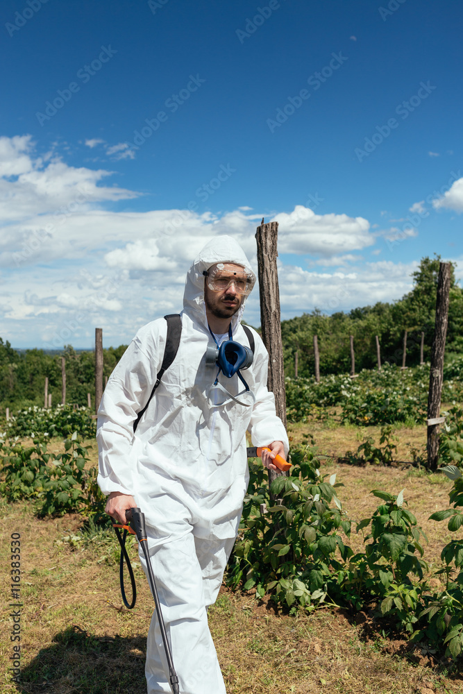 Fototapeta premium Man spraying toxic pesticides or insecticides on fruit growing plantation. Natural light on hard sunny day. Blue sky with clouds in background.