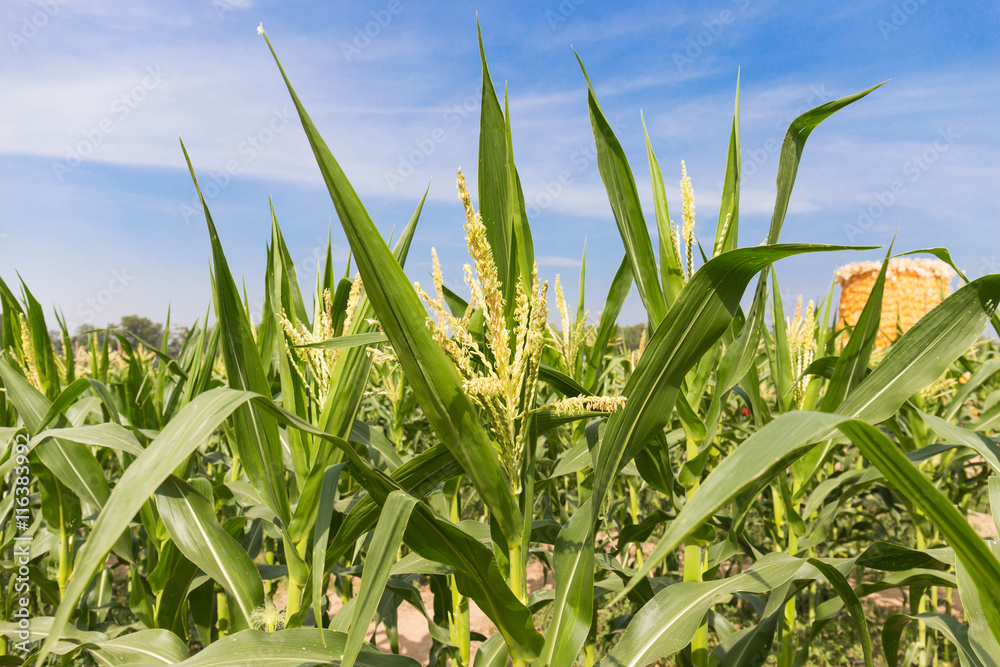 Fototapeta premium corn field close up on blue sky background