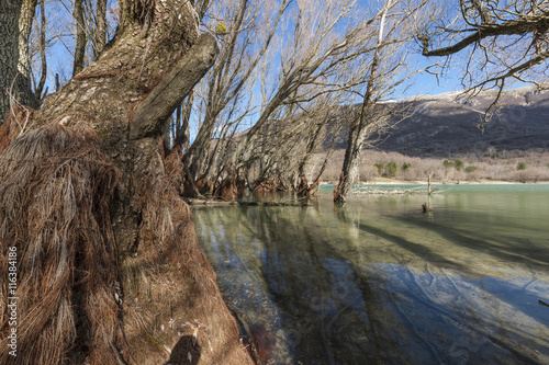 Trunk close-up on a shore of Villetta Barrea lake, Abruzzo region, Italy photo