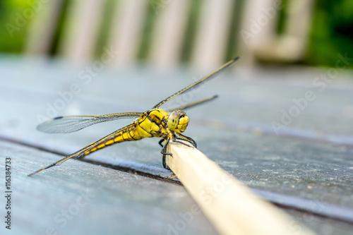 Libelle | Odonata