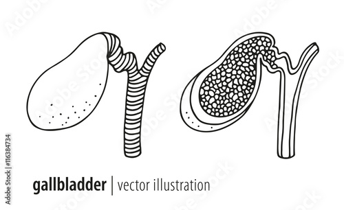 Human anatomy gallbladder vector illustration