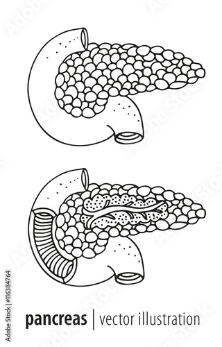 Human pankreas anatomy section vector illustration