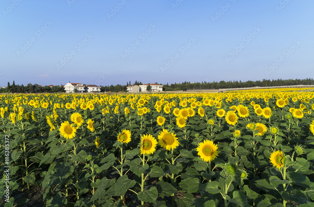Obraz premium Natural beautiful sunflowers in the field