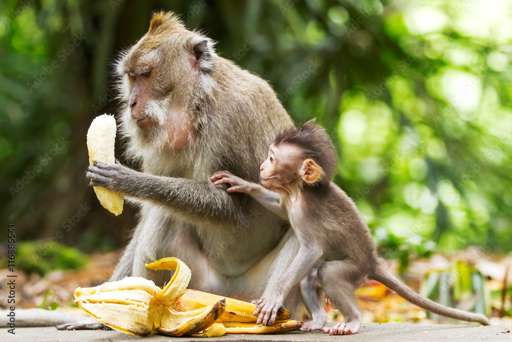 How To Eat Bananas Like A Monkey
