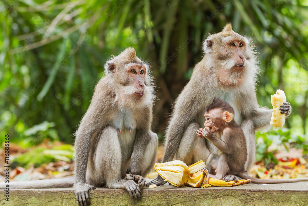 Fototapeta premium Małpy jedzą banany. Małpi las w Ubud, Bali, Indonezja.