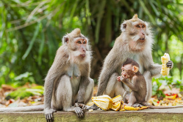 Fotobehang Aap Apen eten bananen in Ubud Bali  © Konstantin Aksenov