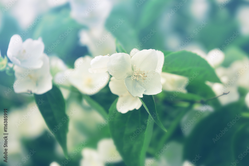 Blooming apple tree, closeup Blooming apple tree, closeup