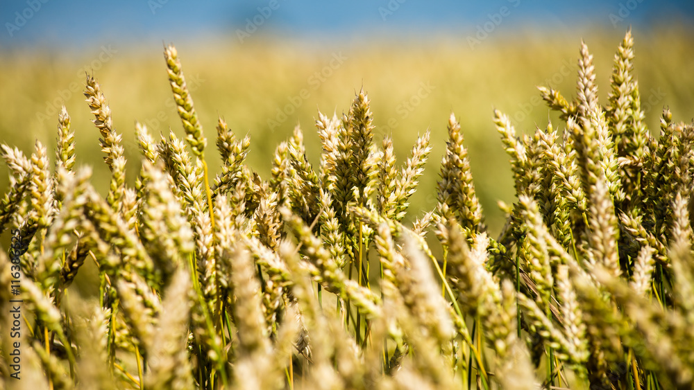 Summer Landscape with Wheat Field and Clouds Summer Landscape with Wheat Field and Clouds