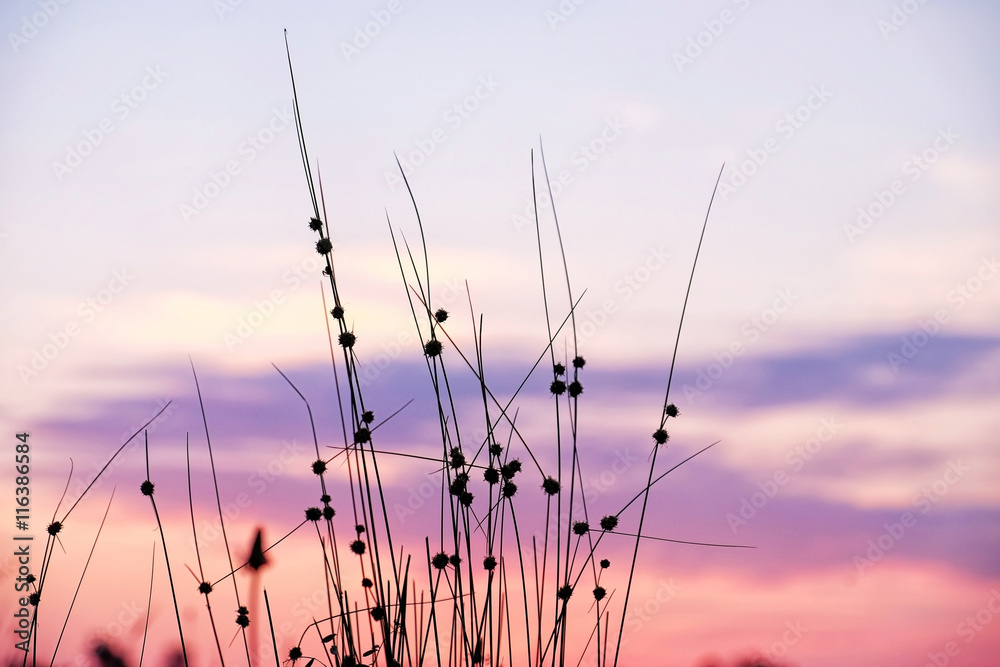 Fototapeta premium Wild meadow grass on sunrise sky background