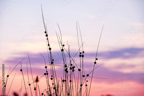 Wild meadow grass on sunrise sky background