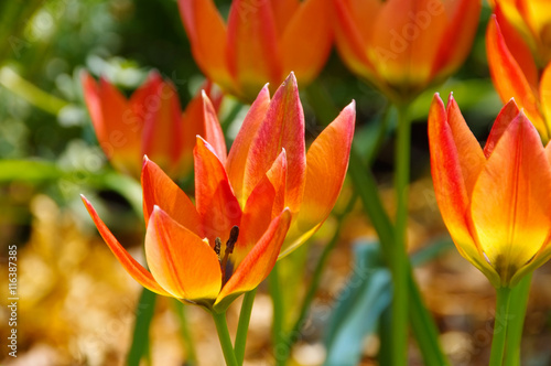 Fototapeta Naklejka Na Ścianę i Meble -  Wildtulpe - wild tulip 14