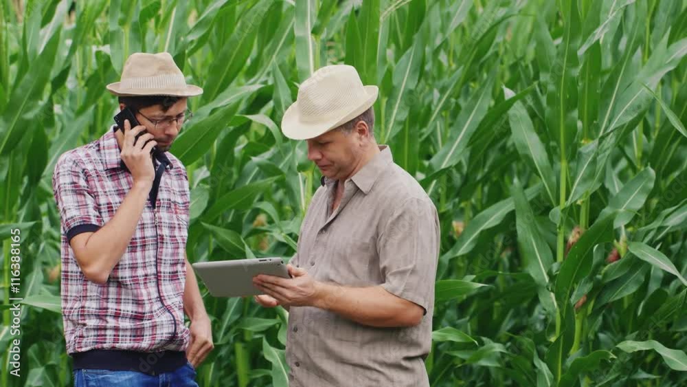 Two farmers working in a cornfield. One is on the phone, the second uses a tablet Two farmers working in a cornfield. One is on the phone, the second uses a tablet