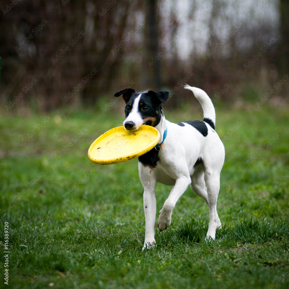 Fox terrier with frisbee