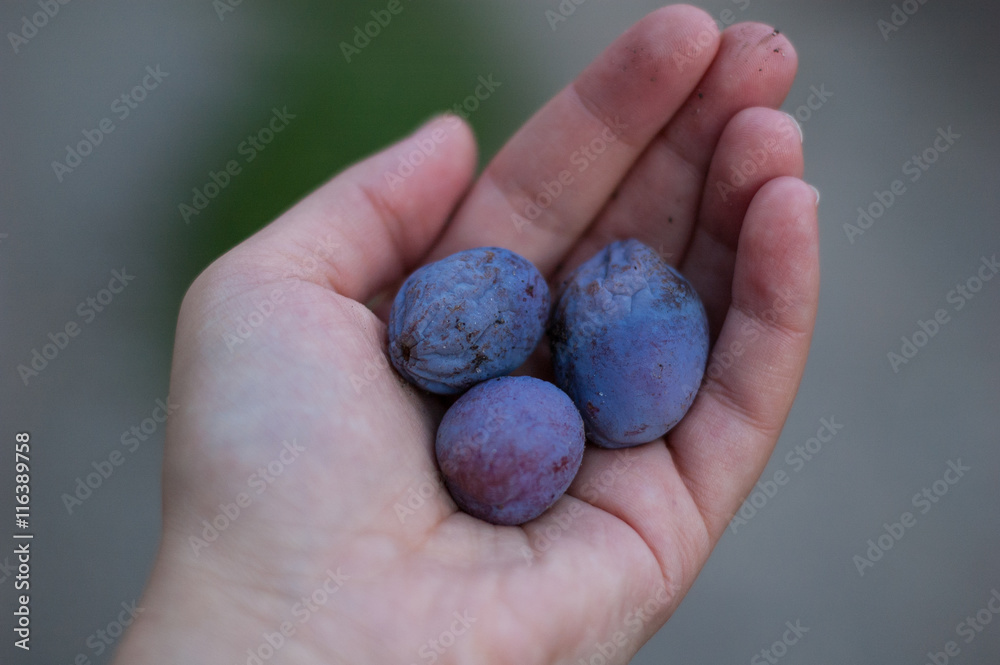 plum in hand plum in hand