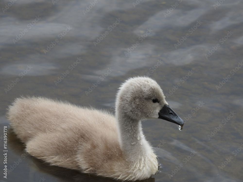 Adorable swan babi