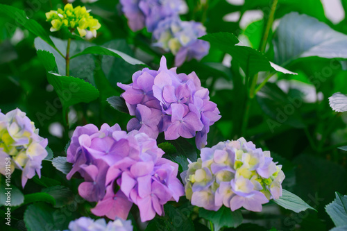 Fototapeta Naklejka Na Ścianę i Meble -  Light purple hydrangea blossoming flowers