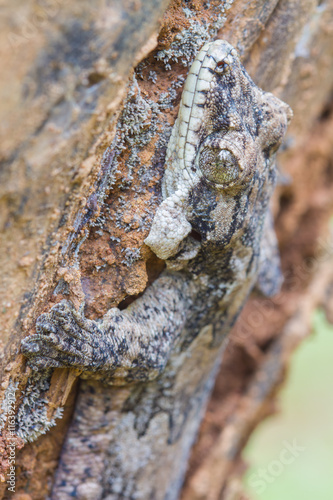  Smooth-backed Gliding Gecko or Ptychozoon lionotum photo