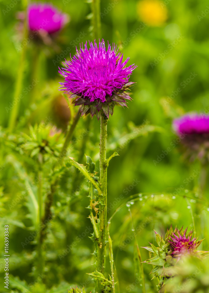 thistle. pink milk thistle flower in bloom in spring. Single Thi