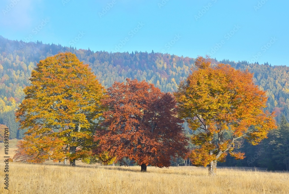 Autumn scenery with colored trees