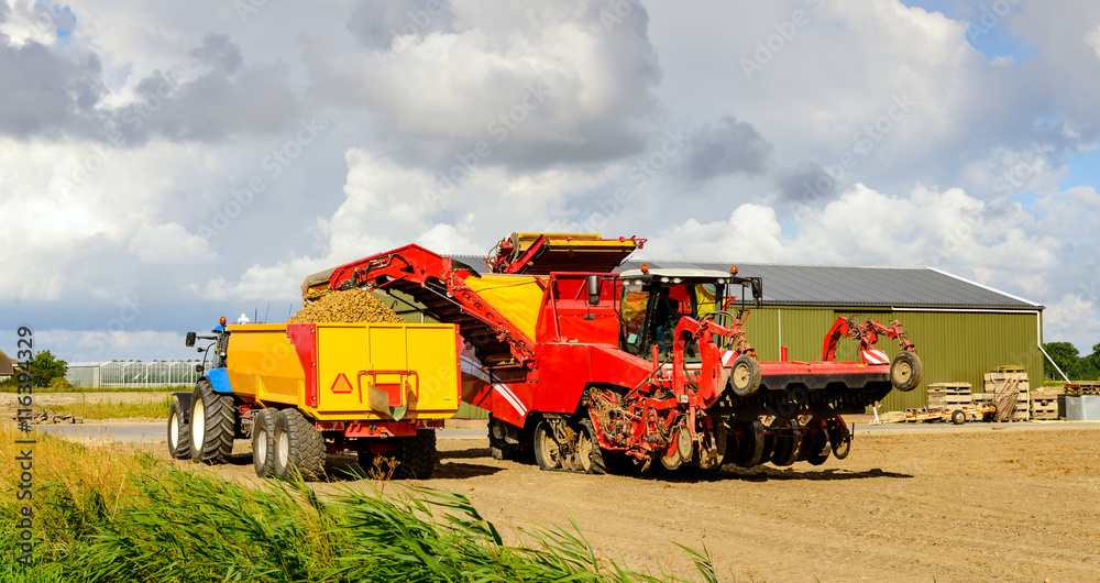 Fototapeta premium Red potato lifter loads grubbed potatoes in a yellow cereal tipp