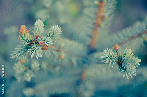 Blue spruce branches on background