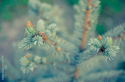 Blue spruce branches on background