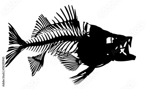 Skeleton of fish. 