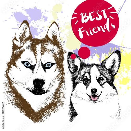 Vector hand drawn concept of siberian huskyr and welsh corgi frienship. Decorated with red blots. Best friends.