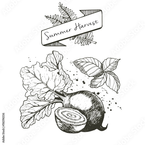 Vector set of summer harvest. Decorated with banner, fern leaves and blots. Beetroot and basil.