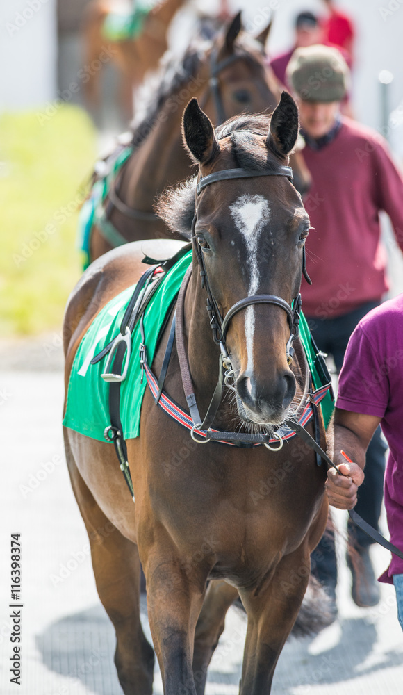 Obraz premium Race horses walking around the parade ring 