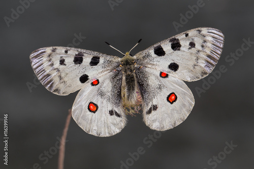 Apollo or Mountain Apollo (Parnassius apollo)