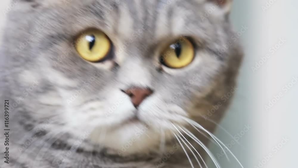 British cat looking out the window carefully. British cat looking out the window carefully.