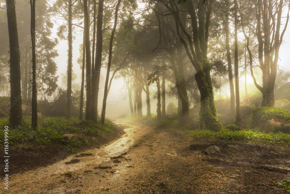 Obraz premium A Forest Path