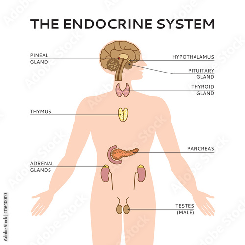 Schematic colorful vector illustration of male endocrine system photo