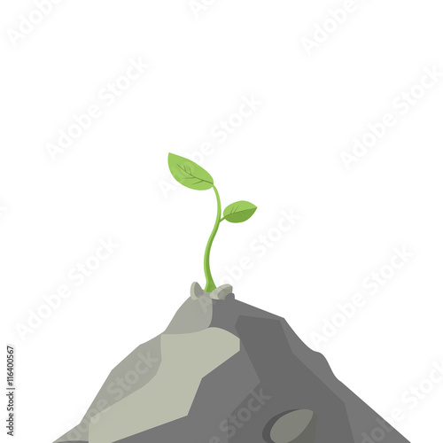 Against all the odds, the plant is growing on a rock