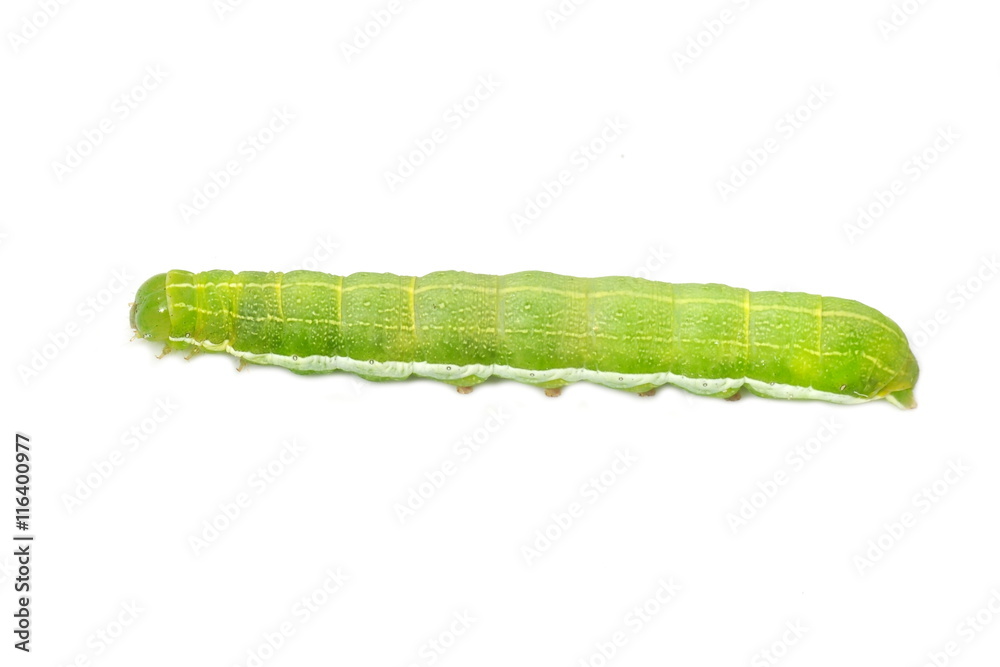 Fototapeta premium Green and white caterpillar of the moth Orthosia gothica on white background