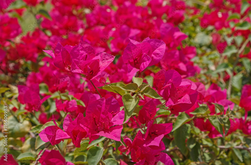 purple blossoming flowers in garden in Dubai purple blossoming flowers in garden in Dubai